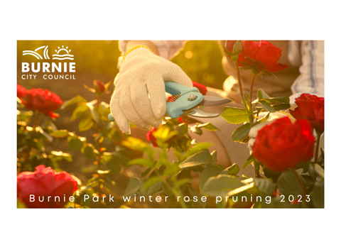 Burnie Park Rose Pruning (1).png