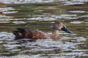 Australasian Shoveler – Anas rhynchotis.jpg