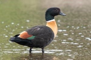 Australian Shelduck – Tadorna tadornoides.jpg