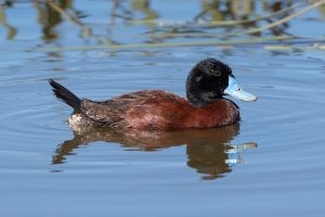 Blue-billed Duck – Oxyura australis.jpg