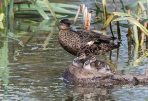 Chestnut Teal 2.jpg