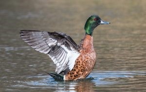 Chestnut Teal.jpg