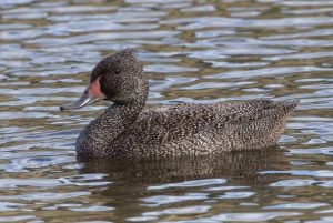 Freckled Duck – Stictonetta naevosa.jpg