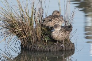 Grey Teal – Anas gracilis.jpg