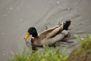 Mallards.jpg