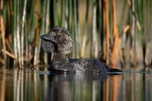 Musk Duck – Biziura lobate.jpg