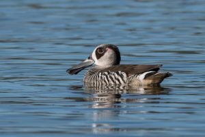 Pink-eared Duck – Malacorhynchus membranaceus.jpg