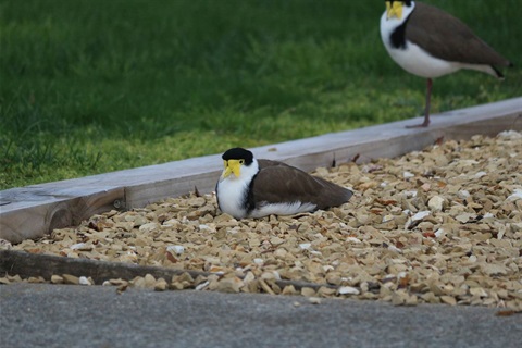 Masked Lapwing_Margate (9).jpg