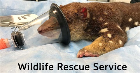 wildlife-rescue-service-Bonorong-wildlife-santuary.jpg