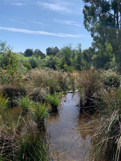 Burnie Waste Managment Center Wetlands