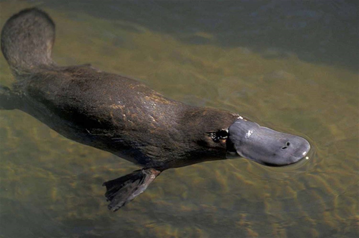 Platypus Spotting in Burnie Burnie City Council